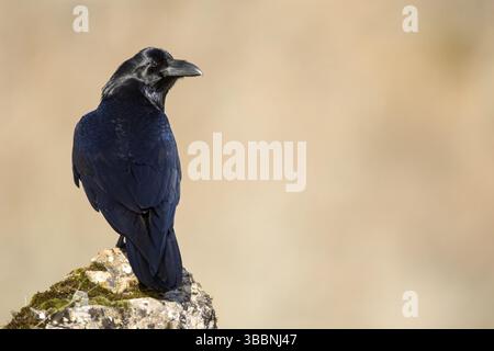 Nördlicher Raven (Corvus corax) auf einem Felsen, Kastilien und Leon, Spanien, Europa Stockfoto