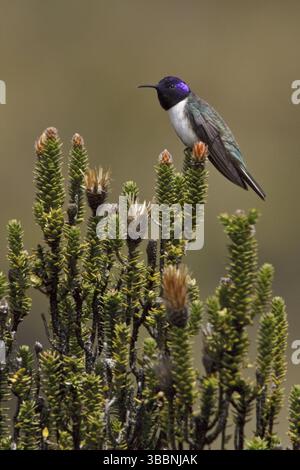 Ecuadorian Hillstar (Oreotrochilus chimborazo), Ecuador, Südamerika Stockfoto