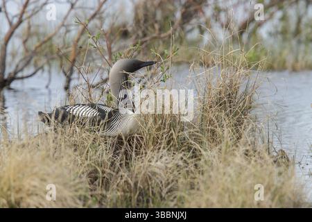 Pacific Loon (Gavia pacifica) auf einem Nest in Churchill, Manitoba, Kanada, Nordamerika Stockfoto