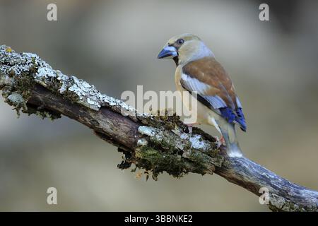Hawfinch (Coccothraustes coccothraustes) männlich auf Flechtenzweig, Andalusien, Spanien, Europa Stockfoto