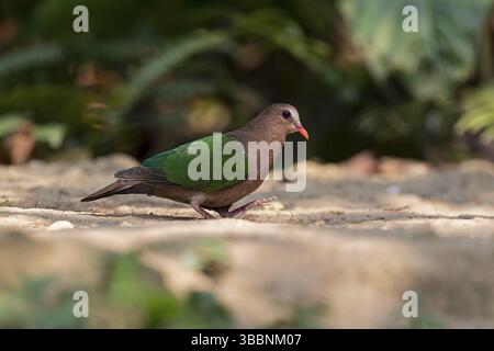 Gemeine Smaragdtaube (Chalcophaps indica) weiblich, Yunnan, China, Asien Stockfoto