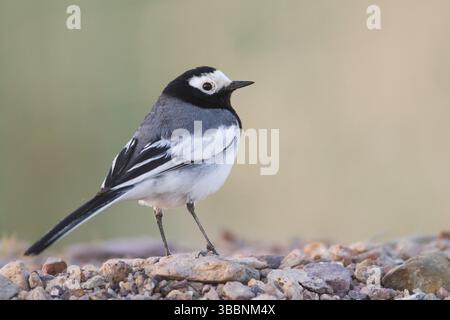 Masked Wagtail - Bachstelze - Motacilla alba ssp. Personata, Kasachstan, Asien Stockfoto