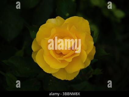 Eine frische gelbe Rose mit zarten Blütenblättern hält winzige Tautropfen in ihrer Blüte Stockfoto