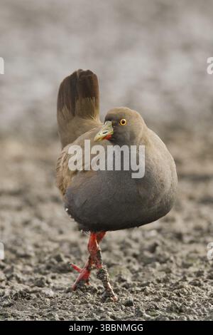 Schwarzschwanznativehen (Tribonyx ventralis), Western Australia, Australia, Oceania Stockfoto