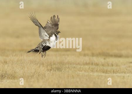 Salbei Grouse (Centrocercus urophasianus) fliegt, Kalifornien, USA, Nordamerika Stockfoto