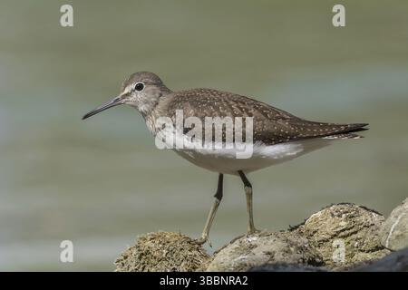 Waldwasserläufer (Tringa Ochropus) Waldwasserlaeufer Stockfoto