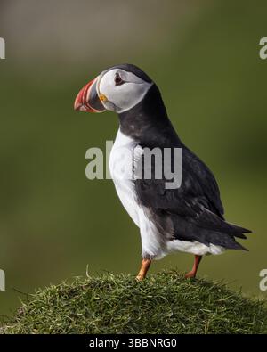 Atlantischer Puffin (Fratercula arctica) auf Klippen, Mykines, Färöer Inseln, Europa Stockfoto
