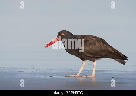 Schwarzer Austernfänger (Haematopus bachmani), der an Land auf der Suche ist, Kalifornien, USA, Nordamerika Stockfoto