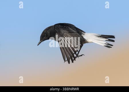 Trauer Wheatear (Oenanthe lugens warriae) Fliegen, Eilat, Israel, Asien Stockfoto
