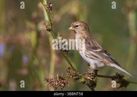 Liter Redpoll - Alpen-Birkenzeisig - Carduelis Cabarett, Deutschland, Europa Stockfoto