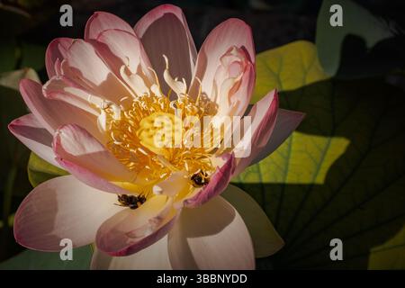 Rosafarbene Lotusblume im tropischen Wasserpflanzenteich Stockfoto