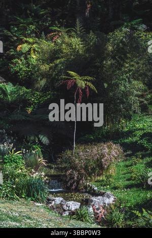 Vertikale Tele-Aufnahme eines üppigen botanischen Gartens mit dichtem Grün, einem kleinen kaskadierenden Bach und einem hohen Baumfarn mit rötlichen Wedeln Stockfoto