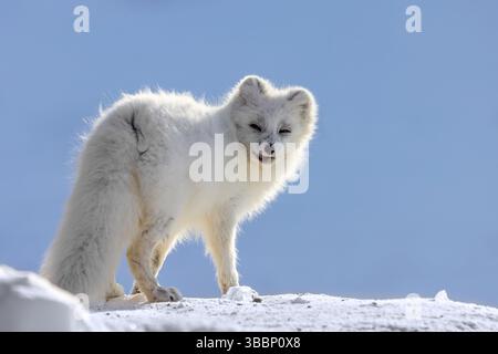 Polarfuchs / Weißfuchs / Polarfuchs (Vulpes lagopus) erwachsen im dicken Winterfell auf der schneebedeckten Tundra im Frühjahr, Spitzbergen Stockfoto