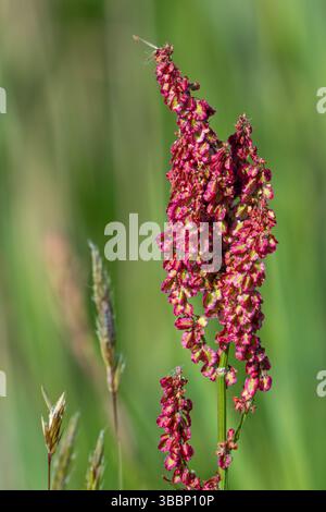 Sauerampfer / GartenSauerampfer / Spinat-Dock / Schmalblättriges Dock (Rumex acetosa / Acetosa agrestis) in Blüte auf der Wiese im Frühjahr Stockfoto