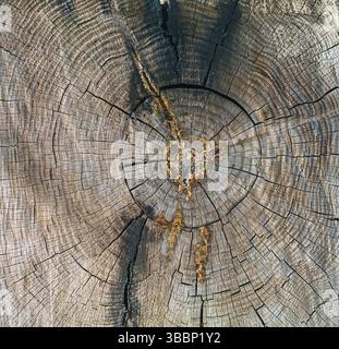 Schneiden Sie die Ringstruktur eines großen alten Baumes Stockfoto
