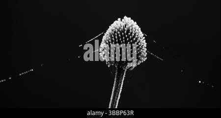 Ephemere Konstellation: Die stille Architektur eines Echinacea-Blumensaates Stockfoto