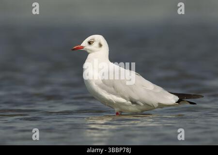 Braunmöwe (Chroicocephalus brunnicephalus), Phetchaburi, Thailand, Asien Stockfoto