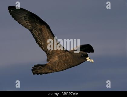Weißkinnner Petrel (Procellaria aequinoctialis), Neuseeland, Ozeanien Stockfoto