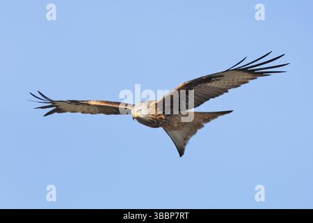 Red Kite (Milvus milvus) fliegen, Mecklenburg-Vorpommern, Deutschland, Europa Stockfoto