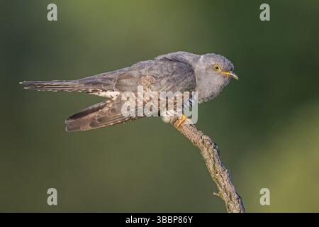 Gemeiner Kuckuck (Cuculus canorus), Sachsen-Anhalt, Deutschland, Europa Stockfoto
