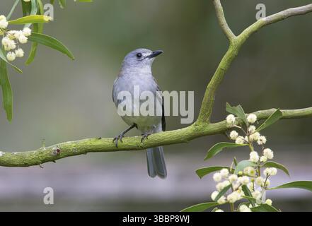 Graue Shrikethrush (Colluricinclua harmonica), Victoria, Australien, Ozeanien Stockfoto