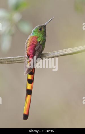 Rotschwanzkomet (Sappho sparganura) thront auf einer Zweigstelle in Bolivien, Südamerika Stockfoto