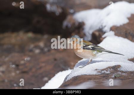 Buchfink - Fringilla Coelebs, ssp. Coelebs, Marokko, Erwachsene männlich, Afrika Stockfoto
