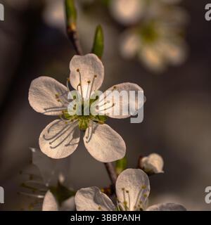 Zarte weiße Kirschblüte ganz allein auf einem verschwommenen angenehmen Hintergrund des blühenden Baumes Stockfoto