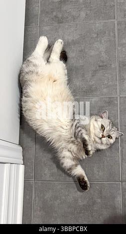 Eine flauschige graue Tabby-Katze entspannt sich auf kühlen grauen Bodenfliesen und verströmt eine verspielte und dennoch ruhige Atmosphäre. Dieses Bild fängt den Charme des häuslichen Lebens ein Stockfoto