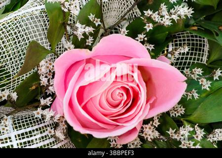 Eine atemberaubende rosafarbene Rose mit einem wirbelnden Blütenblatt-Design zeichnet sich durch üppig grüne Blätter und winzige weiße Blüten aus. Stockfoto