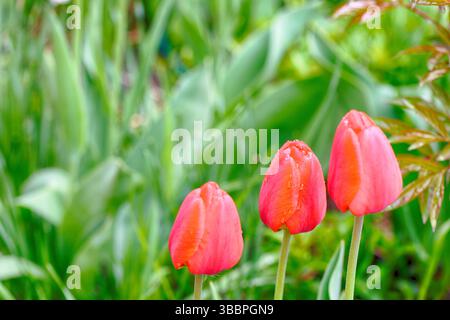 Rote Tulpen. Helle Tulpenblüten blühen im Garten am Frühlingstag. Frühlingsblumen. Selektiver Fokus Stockfoto