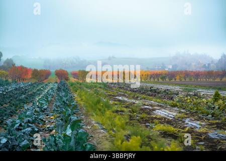 Autumn colors in an orchard and garden in the hills southwest of Bologna. Emilia-Romagna, Italy Stockfoto
