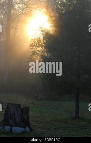 Eine Nebelsonne, die durch die Bäume aufgeht Stockfoto