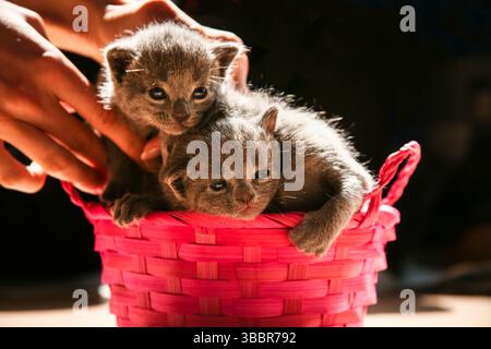 Menschliche weibliche Hände, die zwei süße Babies Katzen der Rasse Russian Blue in einen kleinen rosa kleinen Korb stecken. Eine Motte alte graue Fellkätzchen, die zum Spielen bereit sind. Stockfoto