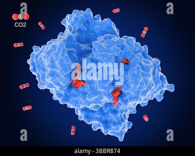 Abbildung des an Enoyl-CoA (rot) und Nicotinamid-Adenindinucleotidphosphat (NADPH, ebenfalls rot) gebundenen Kohlenstoffbindeenzyms Enoyl-CoA-Carboxylase/Reduktase, umgeben von Kohlendioxid-Molekülen (CO2, rot und grau). Die Kohlenstofffixierung ist der Prozess der Umwandlung anorganischen Kohlenstoffs von Formen wie Kohlendioxid in organische Verbindungen durch lebende Organismen. Es wurde festgestellt, dass dieses bakterielle Enzym CO2 viel schneller an Enolat bindet als das entsprechende Pflanzenenzym und somit ein vielversprechender Kandidat für die Entfernung von CO2 aus der Atmosphäre zur Eindämmung des Klimawandels. Stockfoto
