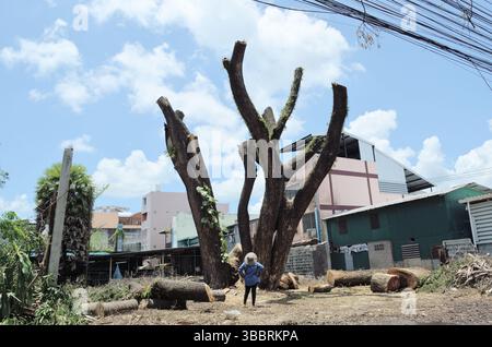 Großer Regenbaum in Hatyai, Songkhla, Thailand Stockfoto