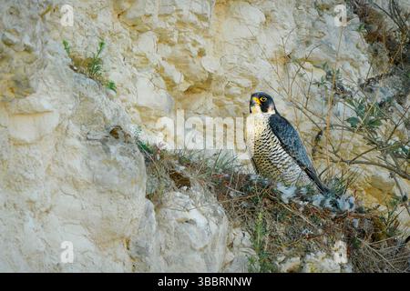 Wilder Wanderfalke (Falco peregrinus), ein edler Raubvogel, der als das schnellste Tier der Welt bekannt ist. Ein großer, Krähenfalke, er hat einen blauen Gr Stockfoto