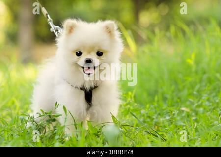 Weißer Spitzhund liegt auf grünem Gras. Stockfoto
