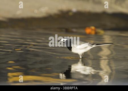 White Wagtail (Motacilla alba personata), Oman, Asien Stockfoto