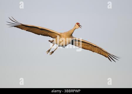 Sandhill Crane (Antigone canadensis) fliegt, New Mexico, USA, Nordamerika Stockfoto
