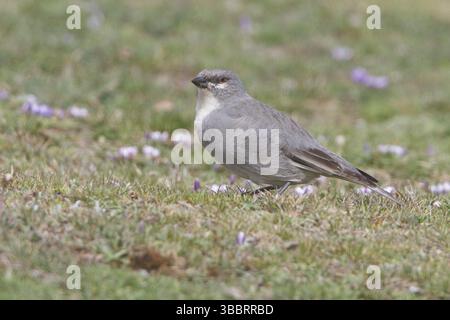 Weißflügeliger Diuca-Finch (Diuca speculifera), der auf dem Boden in Bolivien, Südamerika, thront Stockfoto