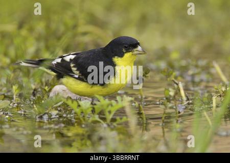 Kleiner Goldfinch (Spinus psaltria) männlich, Texas, USA, Nordamerika Stockfoto