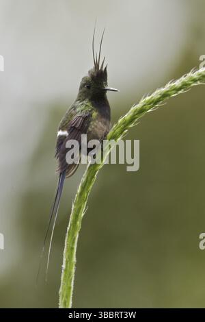 Dornschwanz (Discosura popelairii), Ecuador, Südamerika Stockfoto