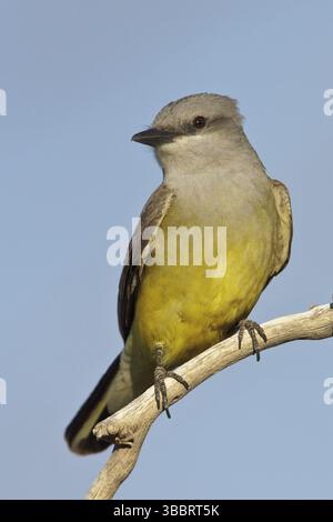Der Western Kingbird (Tyrannus verticalis) thronte auf einer Zweigstelle im Süden von Arizona, USA, Nordamerika Stockfoto