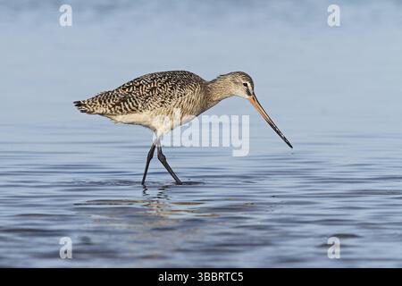 Marmorierter Godwit (Limosa fedoa) auf der Suche nach Nahrungsmitteln, Florida, USA, Nordamerika Stockfoto