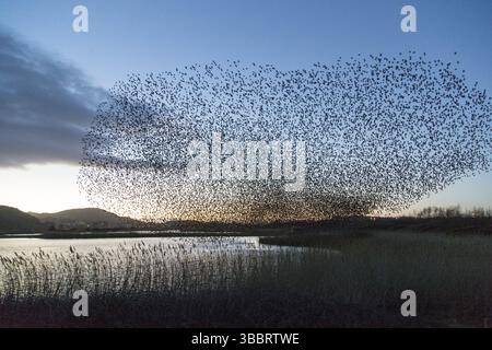 Sturnus vulgaris (Sturnus vulgaris) große Herde, die in Formation fliegt, Wales, Vereinigtes Königreich, Europa Stockfoto