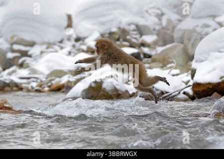 Action Affen Wildlife Szene aus Japan. Affen japanischer Makak, Macaca fuscata, springen über den Winterfluss, Hokkaido, Japan. Schneereichen Winter in Asien. Stockfoto