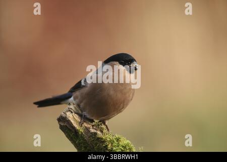 Eurasischer Bullfinch (Pyrrhula pyrrhula) weiblich, Niedersachsen, Deutschland, Europa Stockfoto