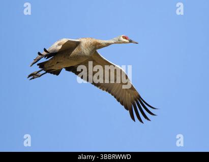 Ein Sandhill Crane, Grus canadensis, fliegt über ein Feld, in der Nähe von Saskatoon Saskatchewan Stockfoto
