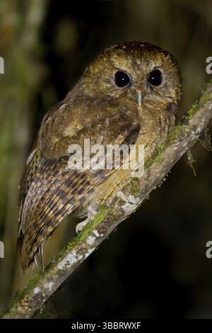 Zimt-Kreischeuche (Megascops petersoni), Schutzgebiet Abra Patricia, Peru, Südamerika Stockfoto
